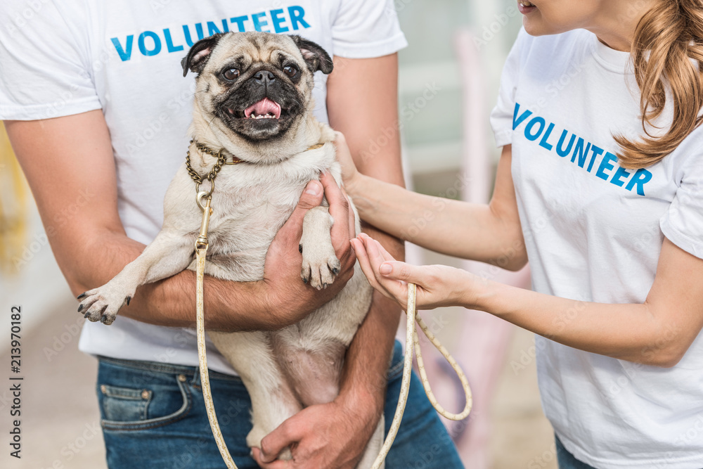 cropped image of two volunteers of animals shelter holding pug dog - obrazy, fototapety, plakaty 