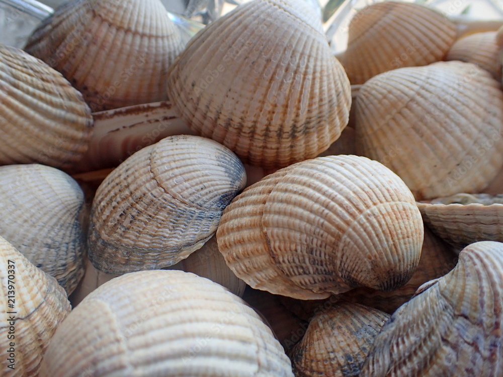 Seashells in the vase