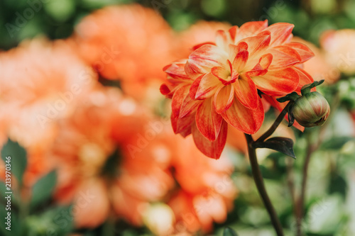 Fototapeta Naklejka Na Ścianę i Meble -  Beautiful orange dahlia flower blossoming in the garden