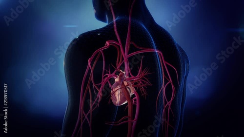 Heart with arteries and veins