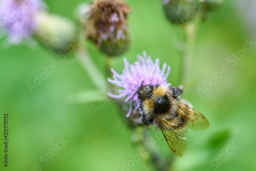 a bee collects honey on a thistle