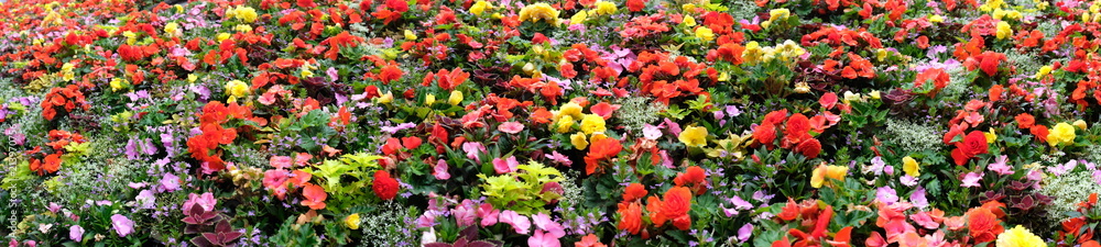 Panoramic view of a mixture of red, yellow and pink flowers