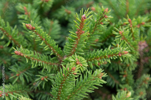 Branch tree texture