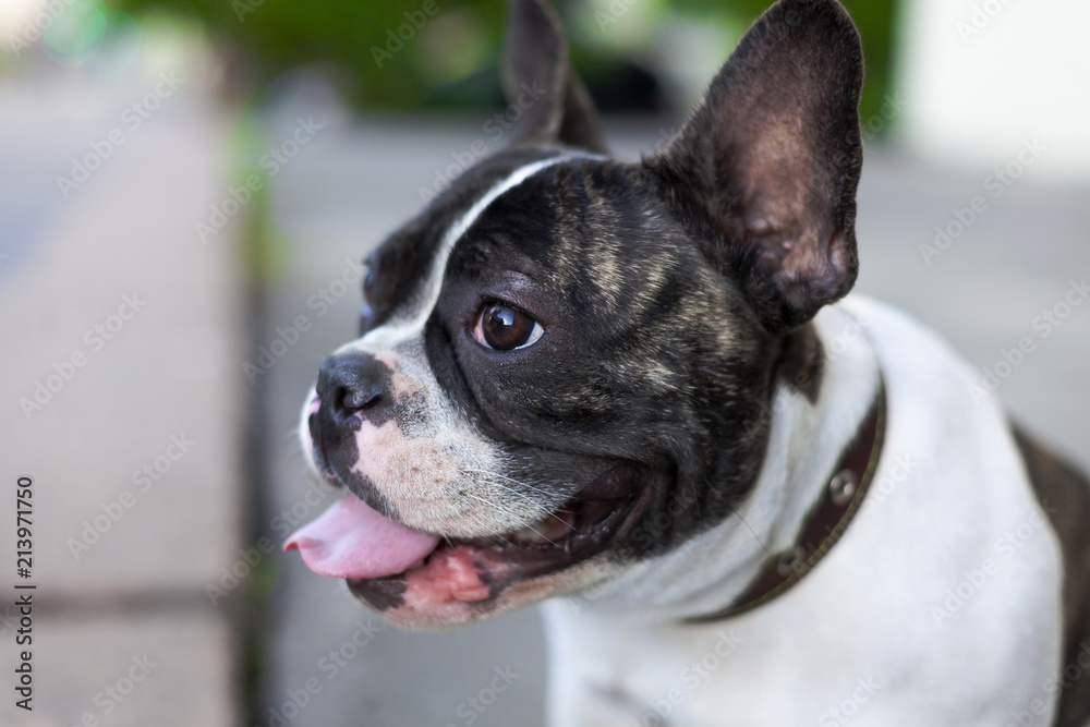 Black and white french bulldog portrait in daylight