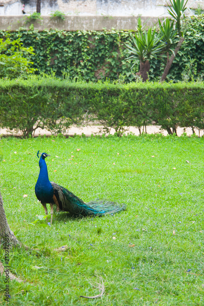 Obraz premium blue peacock on green background walking through a park