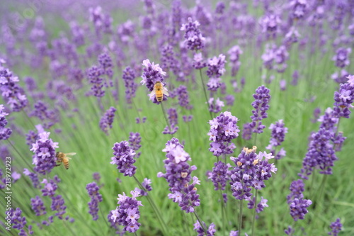 Close up of fresh lavender flowers with bees in Furano, Hokkaido, Japan © Sharoh