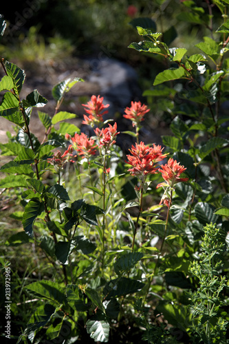 Alpine Wildflowers, Indian Paintbrush