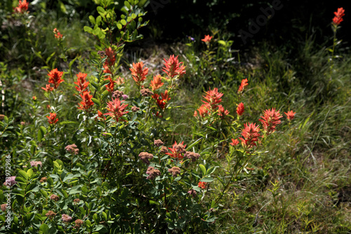 Wildflowers, Indian Paintbrush