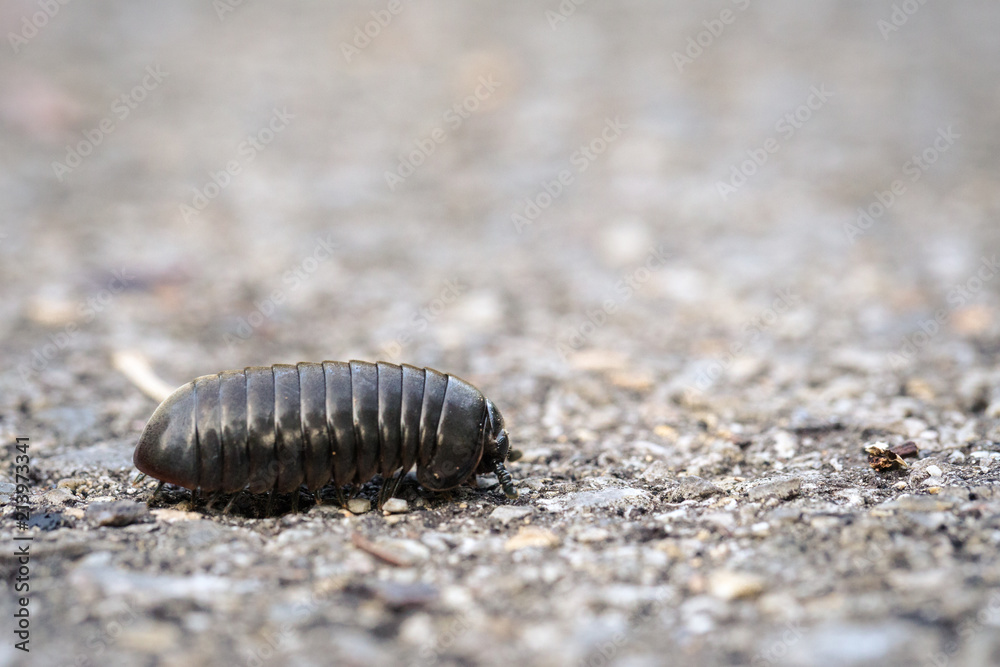 Close-up of a Millipede on the Ground Close-up of a Millipede on the Ground