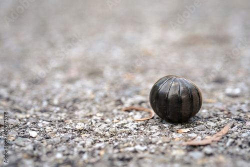 short millipede is keep its body in shell like a ball after touching by human