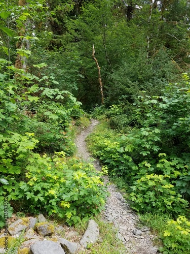 Windy path on which to get lost through Olympic National Park in Washington