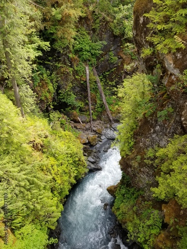 White Water River Beauty through the Green Forests of Olympic National Park