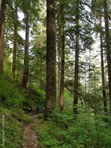 two Hikers on a Path in Olympic National Park in Washington
