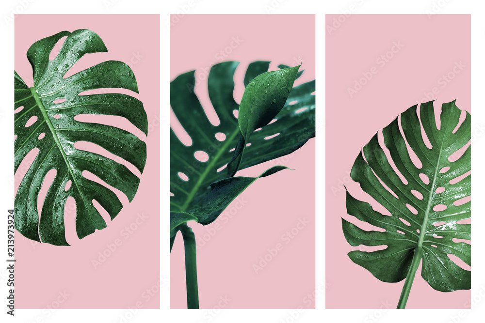 Monstera deliciosa or swiss cheese plant tropical leaves and water drop isolated on pink background - obrazy, fototapety, plakaty 