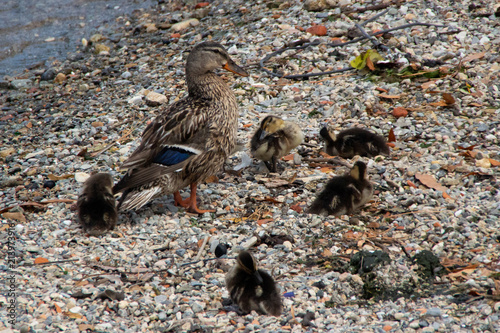 Duck with babies