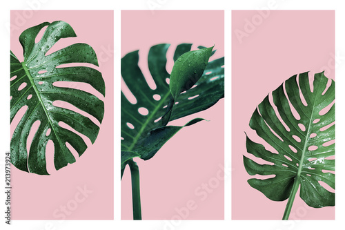 Monstera deliciosa or swiss cheese plant tropical leaves and water drop isolated Fototapet
