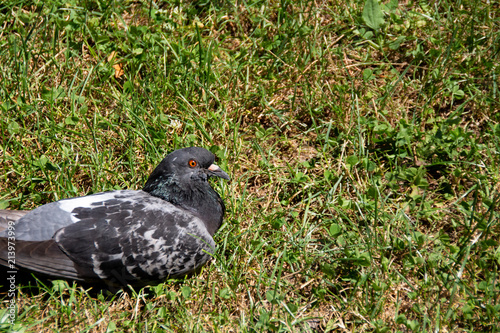 Bird on grass