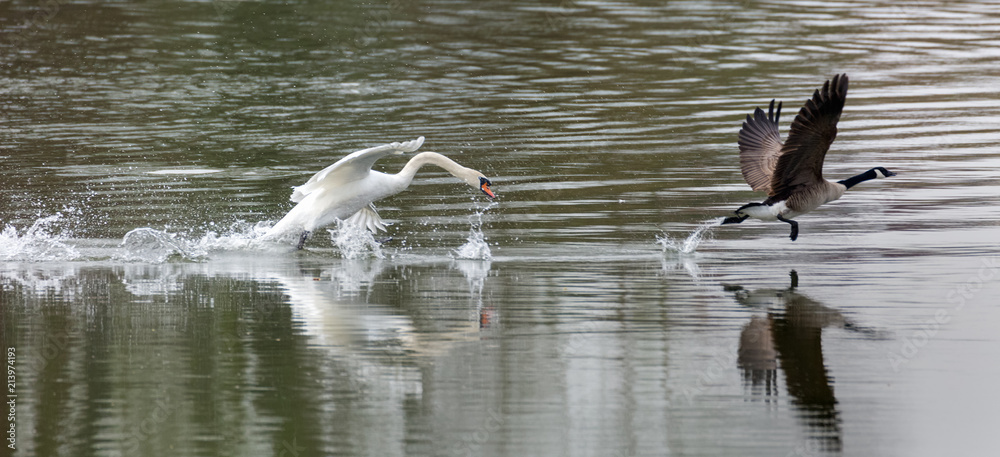 A swan is hunting a goose in the water. The goose flies over the water and has escaped the swan. A swan is hunting a goose in the water. The goose flies over the water and has escaped the swan.