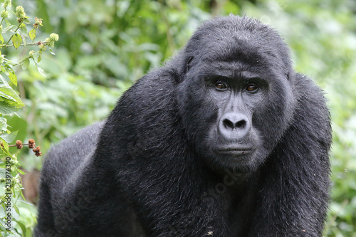 Uganda gorilla © Frantiek