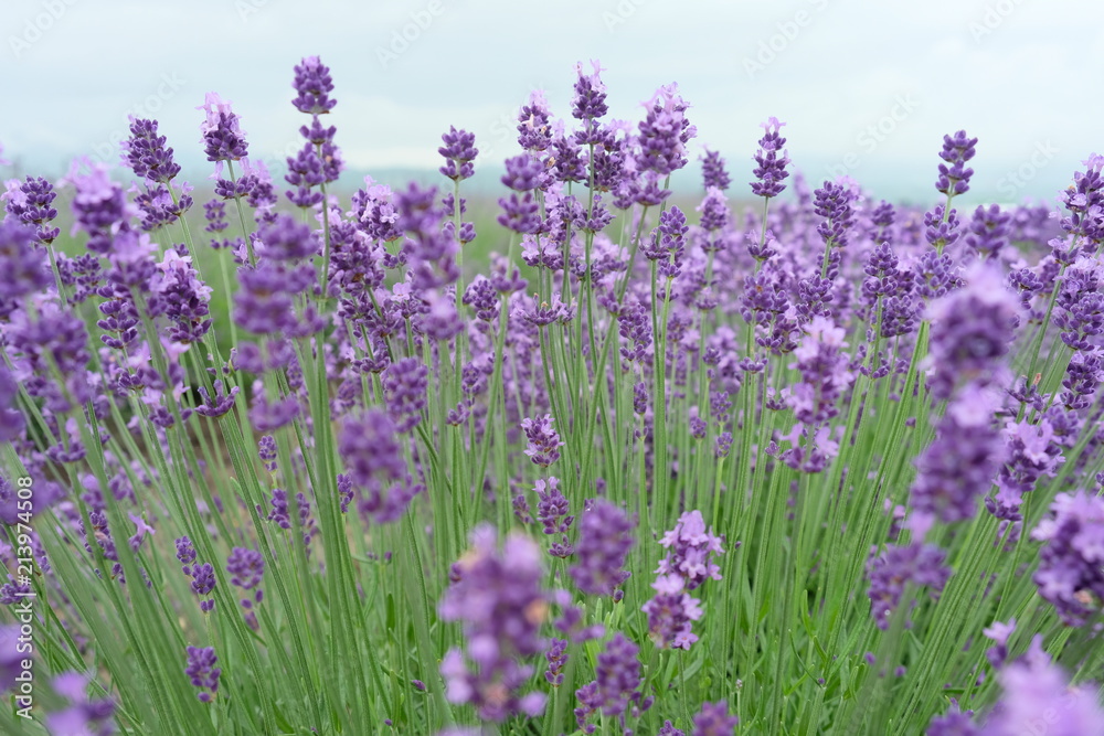 Naklejka premium Close up of fresh lavender flowers in Furano, Hokkaido, Japan