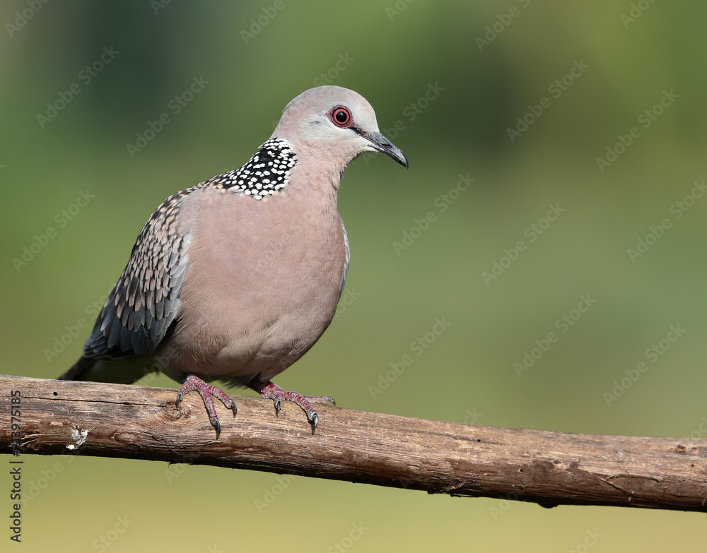 Spotted dove is long tailed buff brown with a white-spotted black collar patch on the back and sides of the neck. The tail tips are white and the wing coverts have light buff spots. Spotted dove is long tailed buff brown with a white-spotted black collar patch on the back and sides of the neck. The tail tips are white and the wing coverts have light buff spots.