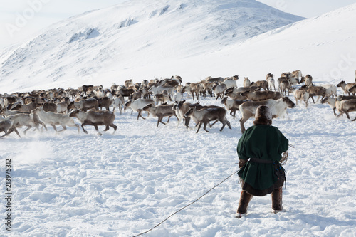 Nenets reindeer man catches reindeers on a sunny winter day photo