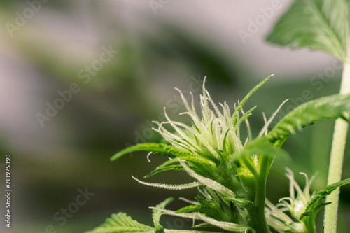 Blooming medical cannabis with visible hairs and trichomes. Macro image marijuana bud plant in greenhouse. Flower marijuana plants, the tip of the plant trichomes.