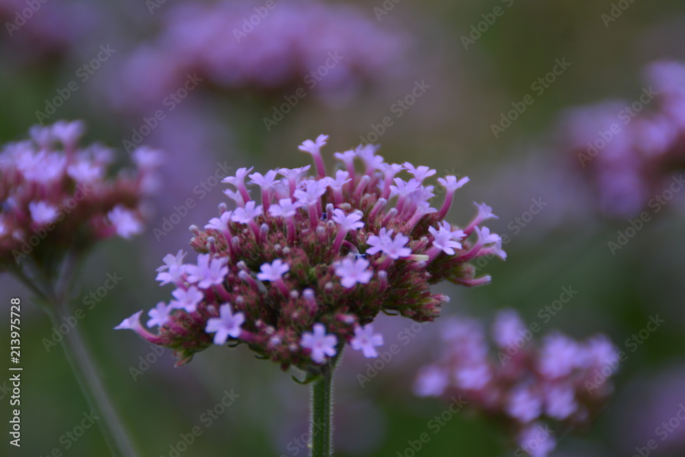 Lila Blume Lila Blume