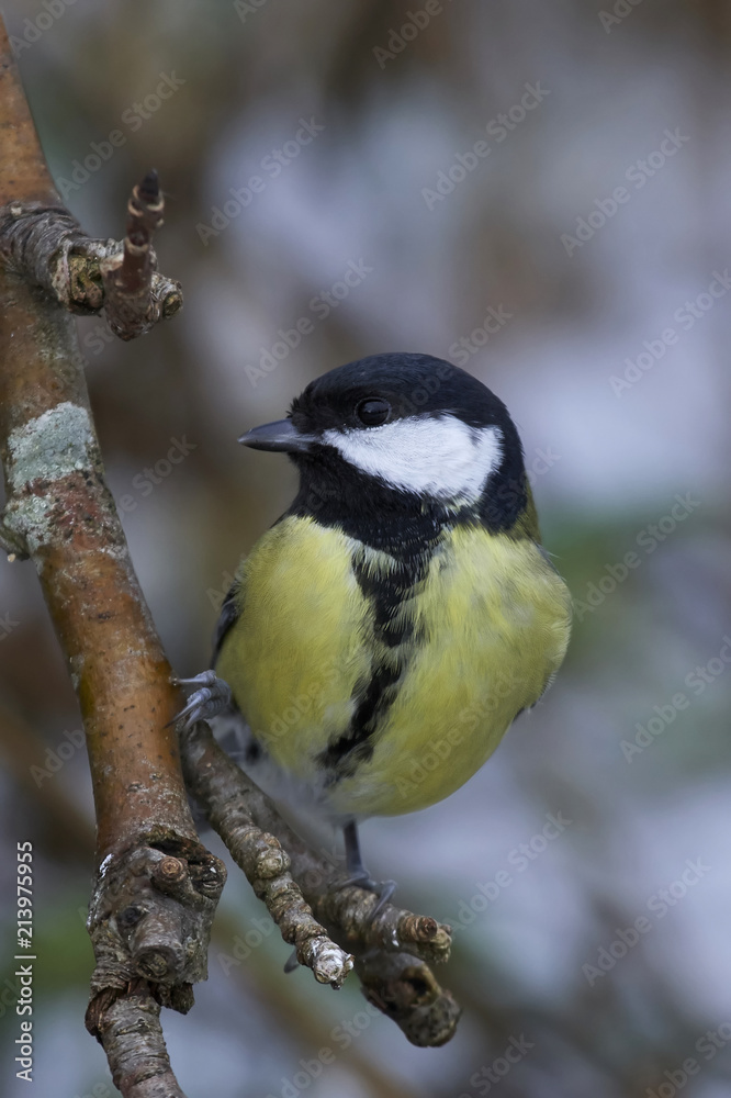 Naklejka premium Great tit (Parus major)