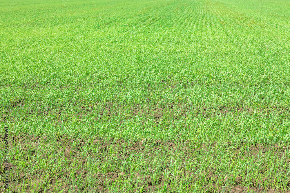 Green wheat field background. grass texture. concept of agriculture, harvest Green wheat field background. grass texture. concept of agriculture, harvest