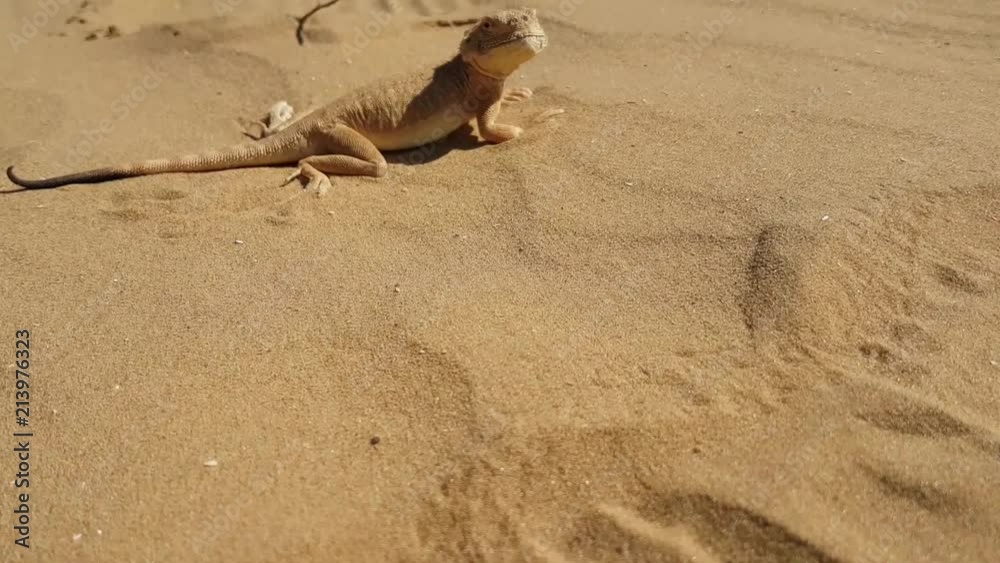 Spotted toad-headed Agama on sand