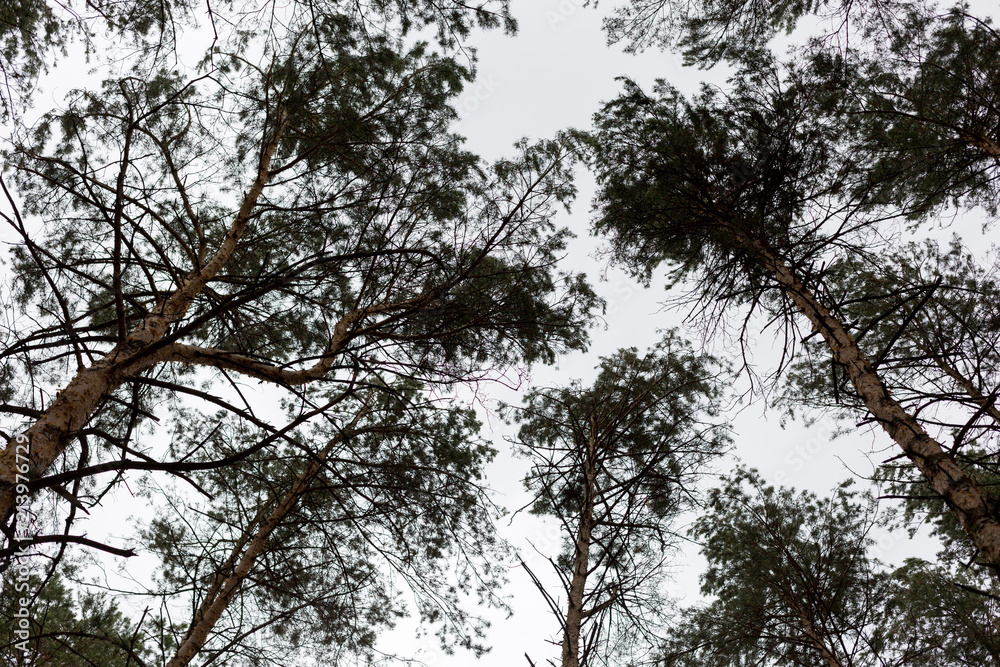 Fototapeta premium the tops of the trees in the forest. the tops of the pine trees. a very tall forest trees