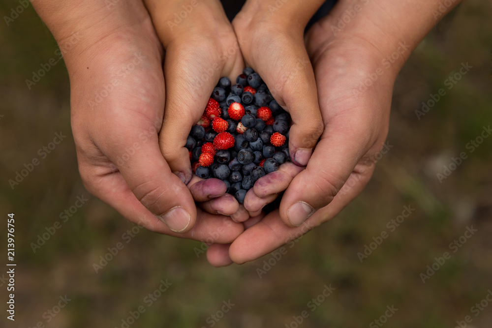 ripe blueberries and strawberries in the hands of a child and father. wild berries in hands ripe blueberries and strawberries in the hands of a child and father. wild berries in hands