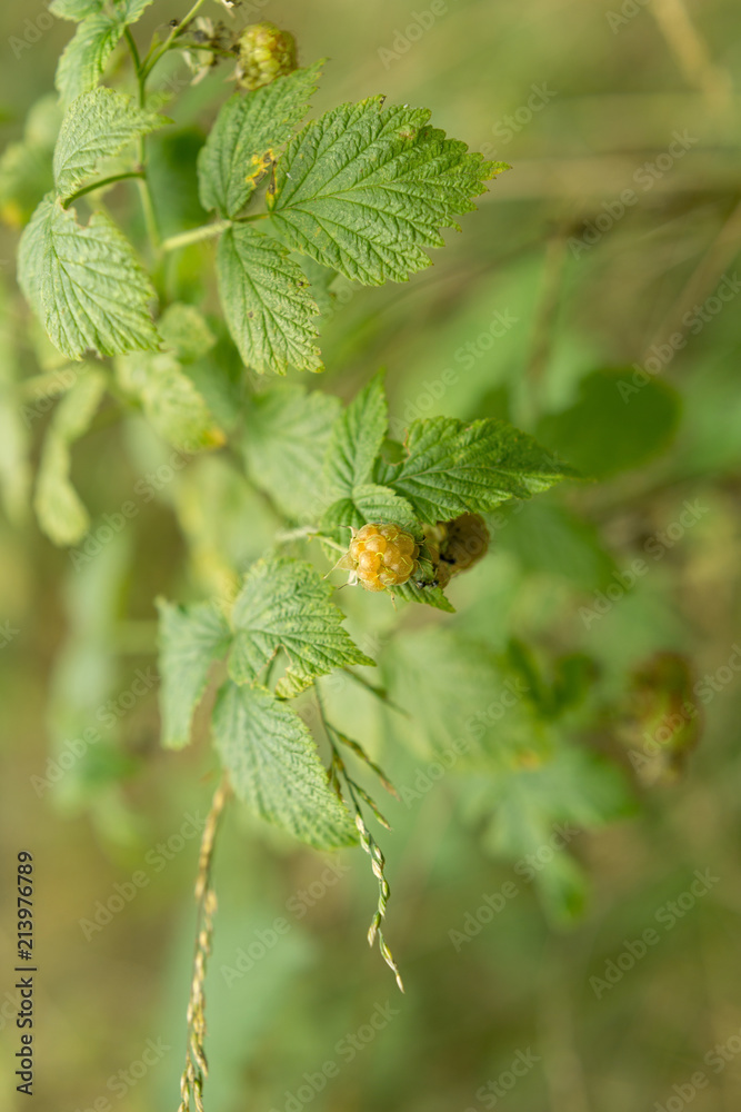yellow berries wild raspberries. Bush of wild raspberries. berries yellow berries wild raspberries. Bush of wild raspberries. berries