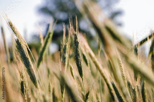 Rye field in Masovian Voivodeship of Poland photo