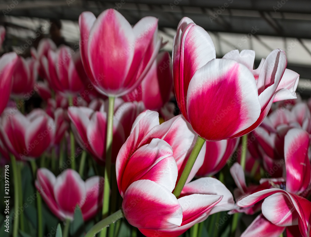 Fototapeta premium Fresh spring flowers Beautiful tulips.Colorful. Selective focus used
