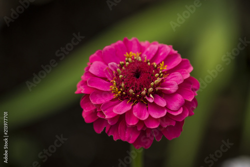 Zinnia