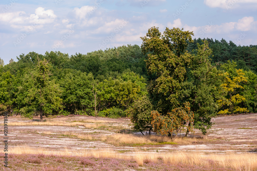 Fototapeta premium Gerodetes Heideland im Naturschutzgebiet Fischbeker Heide im Süden Hamburgs bei Tag und im Querformat.