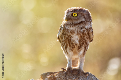 The little owl (Athene noctua) standing on a rock on a colorful background © Tatiana