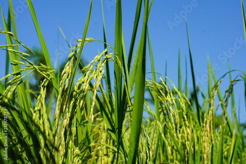 Beautiful rice are growing in field with the blue sky.