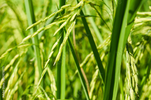 Beautiful rice are growing in the green field.