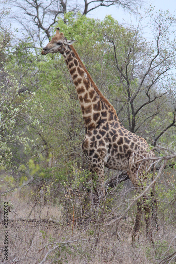 Giraffe in the Kruger National Park