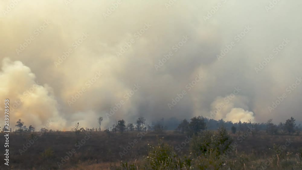 Forest in fire, burning trees, bushs, burning dry grass in the peatbog. Heavy smoke against sky. Forest in fire, burning trees, bushs, burning dry grass in the peatbog. Heavy smoke against sky.