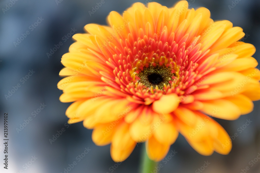 Botany, Yellow Gerbera flower with blurred background Daisy.Colorful. Selective focus used with blurred background. Keukenhof 