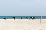 herd of wild horses on beach by ocean Assateague Island National Seashore