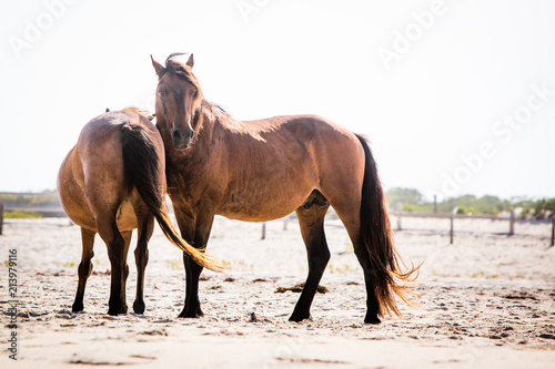 two wild horses on beach Assateague Island National Seashore