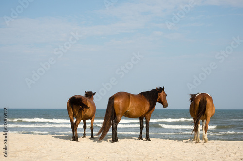 Three wild horses on beach Assateague Island National Seashore