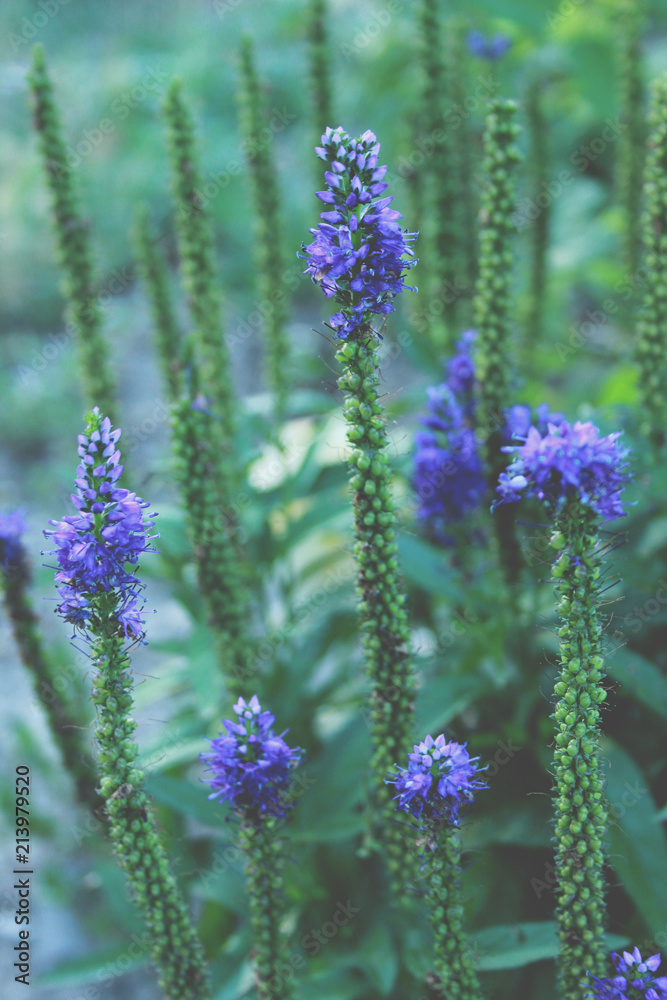 Obraz premium lavender, flower, purple, nature, plant, flowers, garden, field, summer, violet, herb, green, bloom, spring, blossom, floral, aroma, closeup, flora, beautiful, blooming, natural, beauty, macro, blue