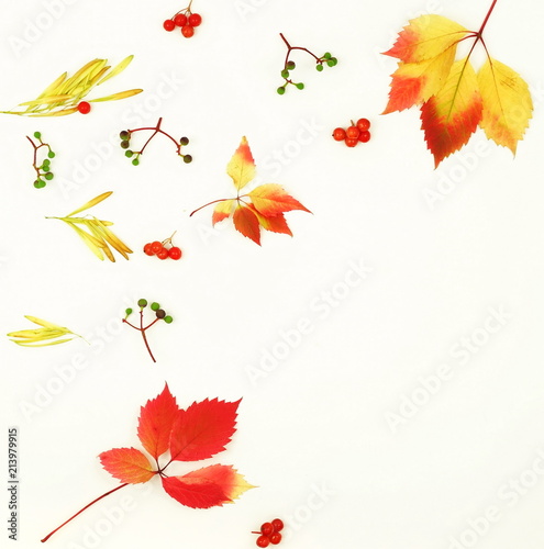 Autumn composition background. Frame pattern made of autumn tree leaves  cones  acorns  on white background. Top view. Copy space. Flat lay