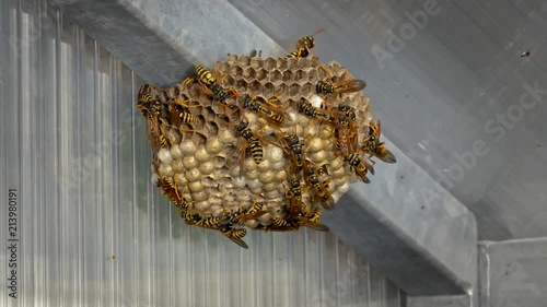 Paper wasps Polistes nimpha on nest photo